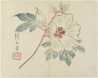 Large White Flower, c. 1830